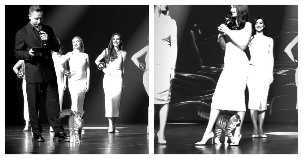 
        Кошка посетила конкурс красоты    