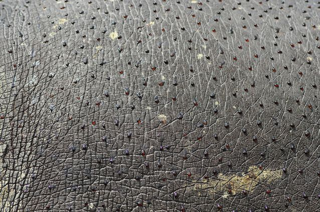 
        Бегемот: потеет &laquo;кровью&raquo;, охотится на&nbsp;крокодилов и&nbsp;не&nbsp;умеет плавать    