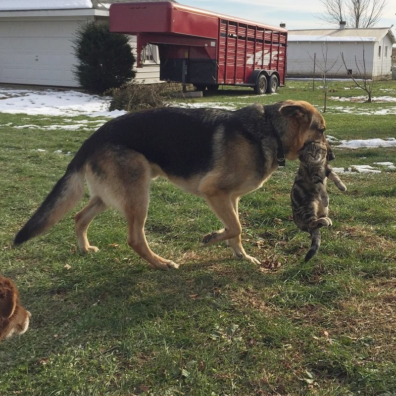 
        20&nbsp;проверенных приёмов кототерапии, которые избавят от&nbsp;стресса и&nbsp;подарят заряд энергии    