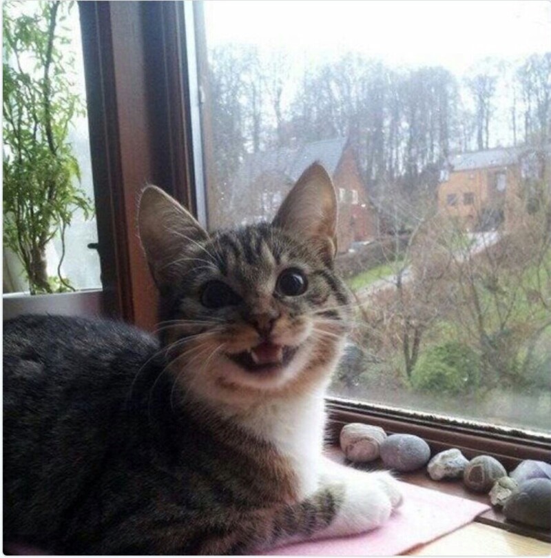 
        20&nbsp;проверенных приёмов кототерапии, которые избавят от&nbsp;стресса и&nbsp;подарят заряд энергии    