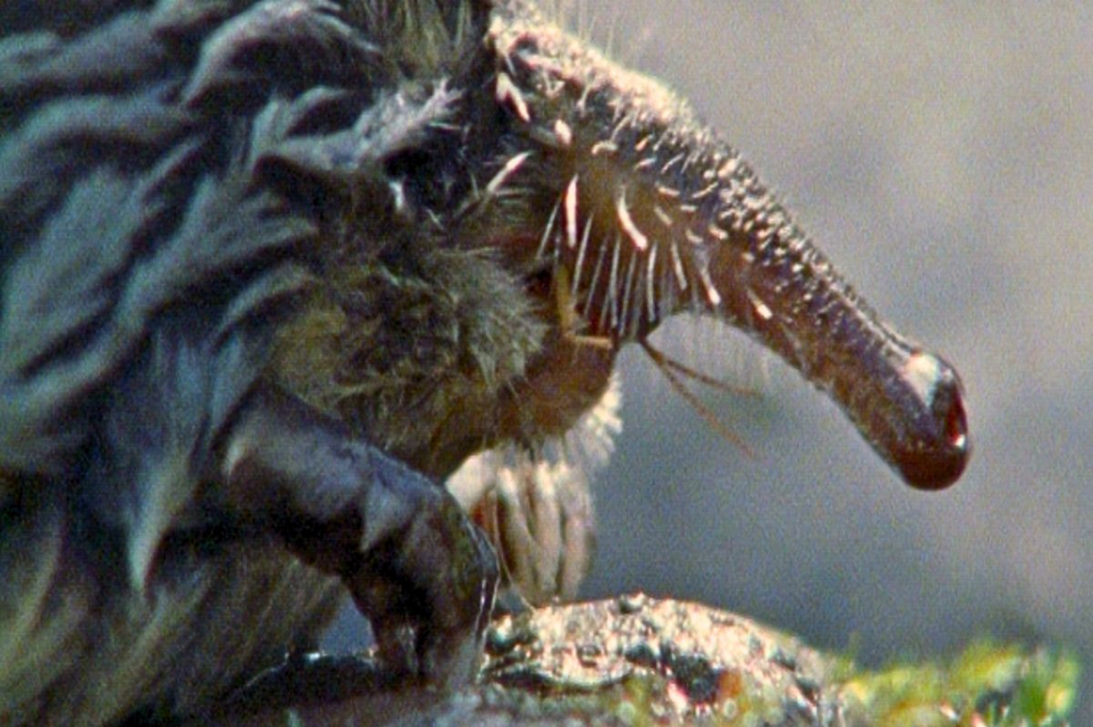 
        Пиренейская выхухоль: Похож на&nbsp;ошибку эволюции, но&nbsp;это&nbsp;идеальный водный хищник!    