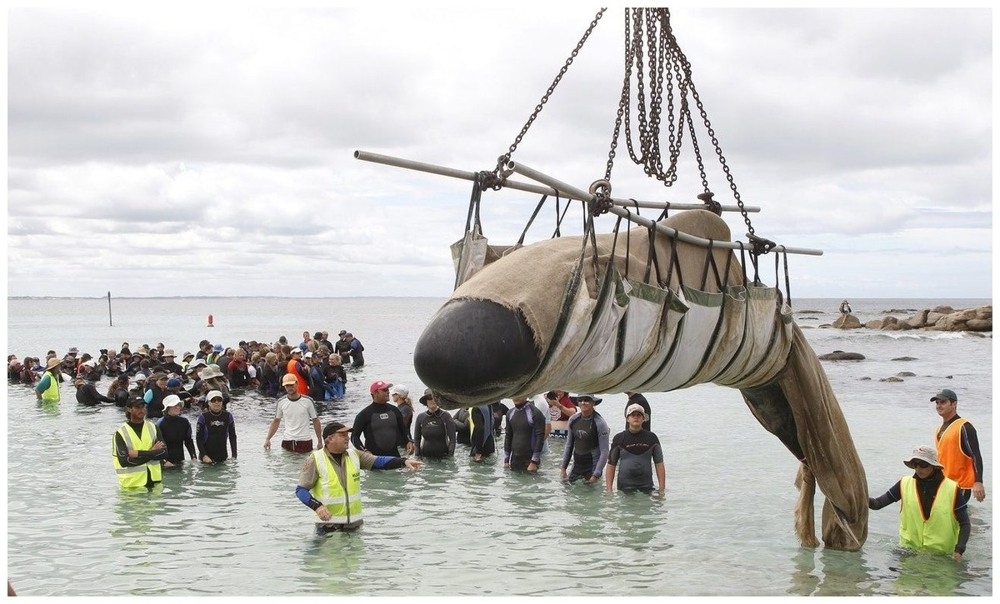 
        Как&nbsp;северное сияние влияет на&nbsp;поведение животных?    