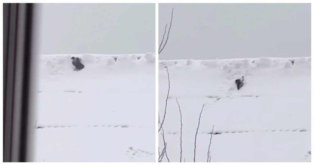 
        Ворона катается с&nbsp;"горки"    