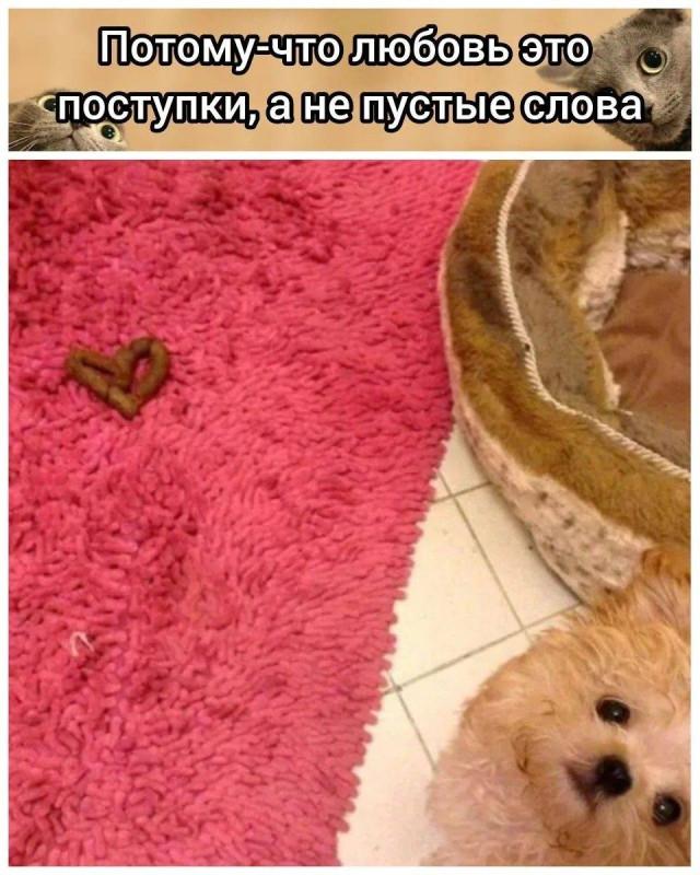 Хорошие мемы с хорошими хвостатыми мальчиками