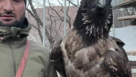 Мужчина показал, как хищная птица проглатывает добычу
Мужчина показал, как хищная птица проглатывает добычу