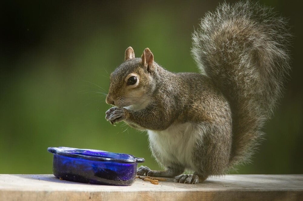 
        В&nbsp;мире животных. Белки    