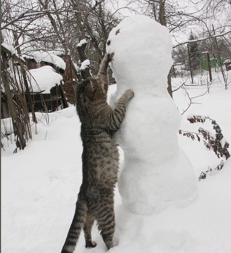 
        25&nbsp;примеров трогательного знакомства домашних питомцев с&nbsp;милыми снеговиками и&nbsp;собственными снежными копиями    