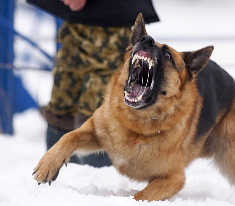 Топ психически нездоровых пород
Топ психически нездоровых пород