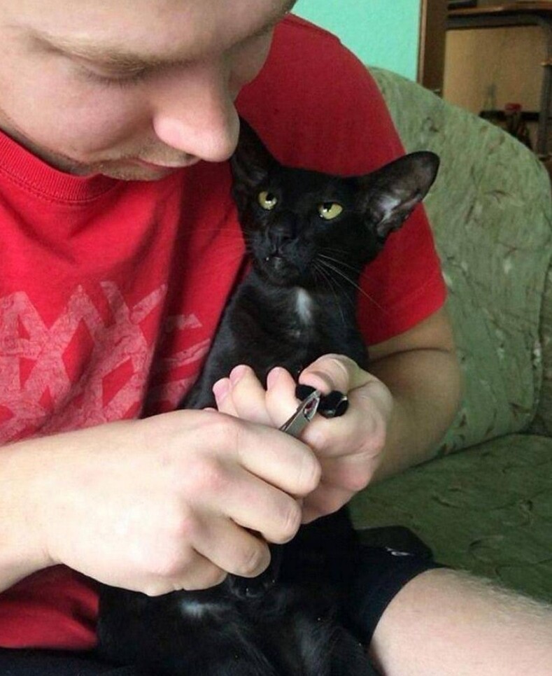 
        20&nbsp;проверенных приёмов кототерапии, которые избавят от&nbsp;стресса и&nbsp;подарят заряд энергии    