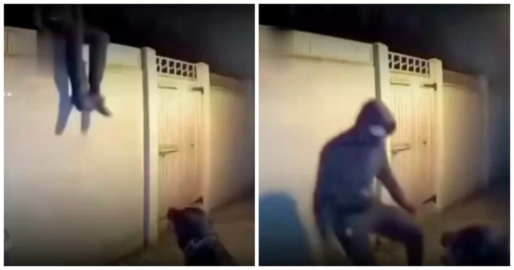 
        Собака достойно встретила незваного гостя    