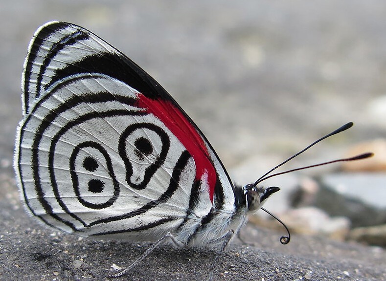 12 потрясающих насекомых и паукообразных нестандартного цвета, при виде которых захочется завести себе жука
12 потрясающих насекомых и паукообразных нестандартного цвета, при виде которых захочется завести себе жука