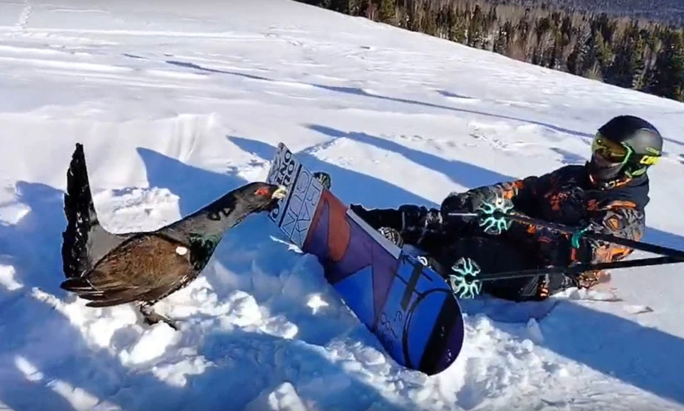 
        В&nbsp;лесной местности, без&nbsp;видимых причин, глухарь напал на&nbsp;семью    