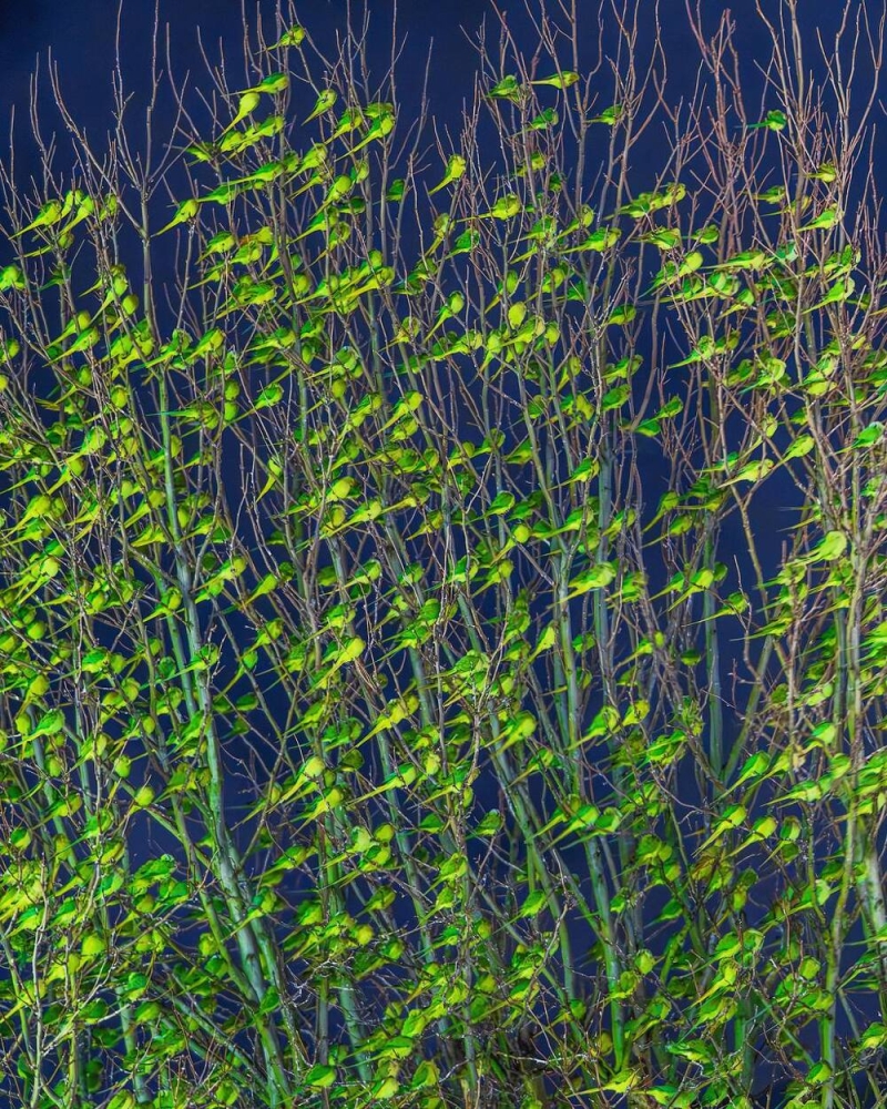 Попугаи облепили деревья в Лондоне
Попугаи облепили деревья в Лондоне