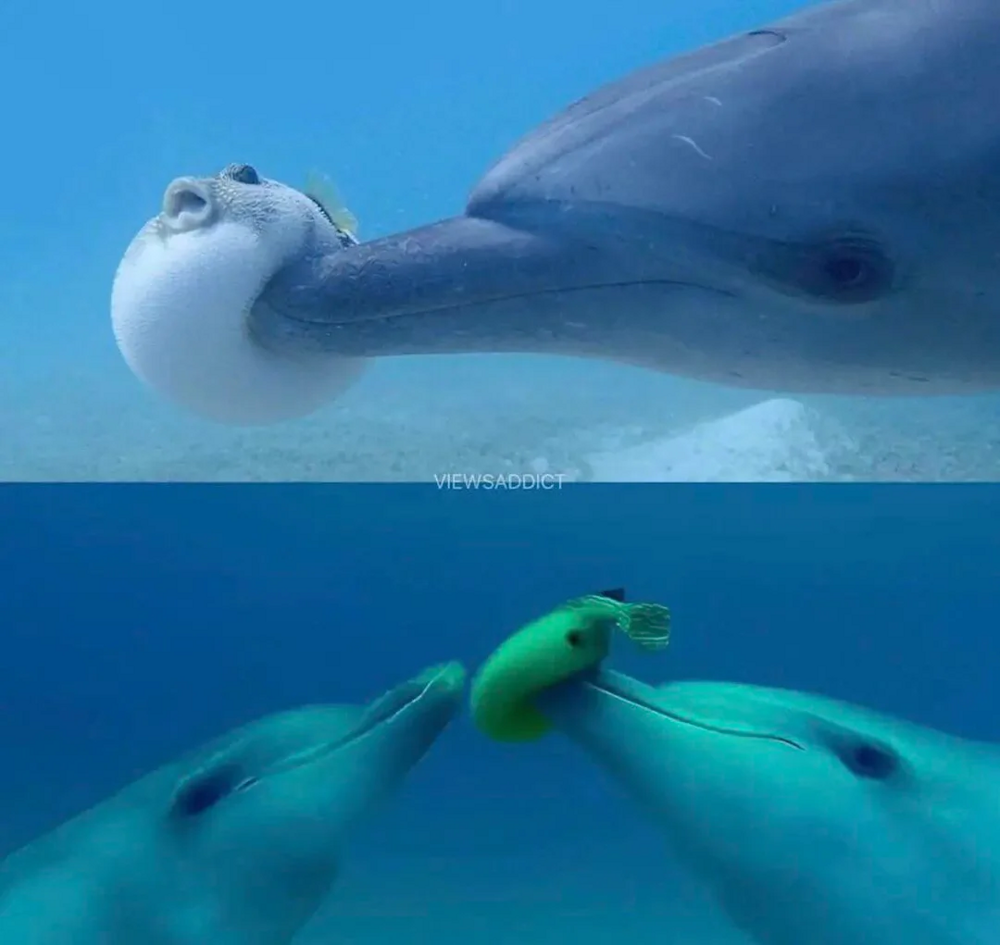 Афалины: Тёмные секреты прекрасных дельфинов
Афалины: Тёмные секреты прекрасных дельфинов