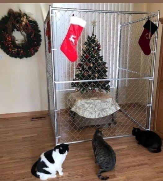 О крепких отношениях котов и новогодних елок в фотографиях