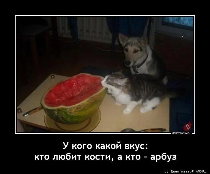 
			Демотиваторы №3779 (15 фото)