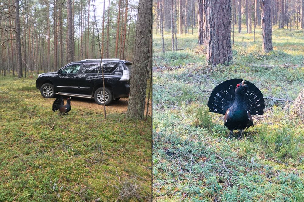 
        В&nbsp;лесной местности, без&nbsp;видимых причин, глухарь напал на&nbsp;семью    