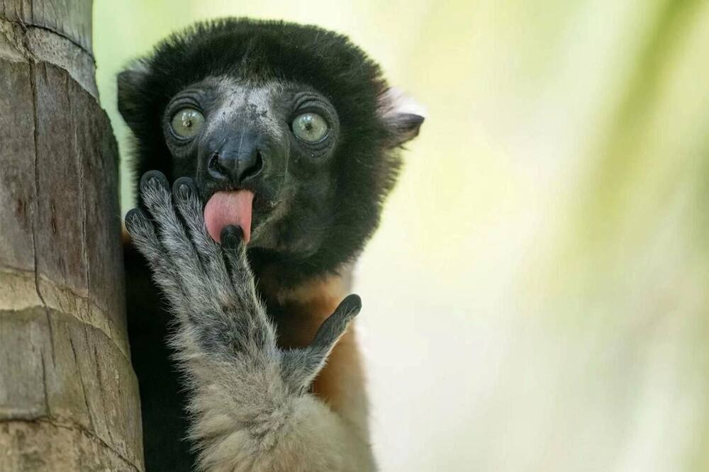 
        Снимок танцующего детёныша гориллы победил на&nbsp;конкурсе самых забавных фото животных    