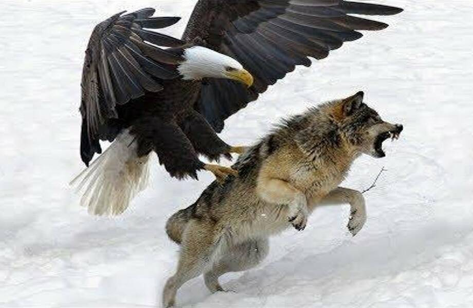 
        Дистанция вспугивания: когда зверь понимает, что&nbsp;пора делать ноги?    