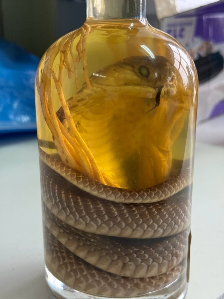 
        Россиянка попыталась ввезти из&nbsp;Вьетнама вино с&nbsp;настоящей коброй внутри    