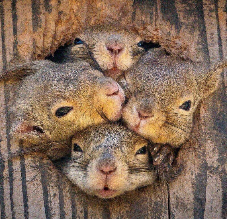 
        Забавные животные. ч.2    