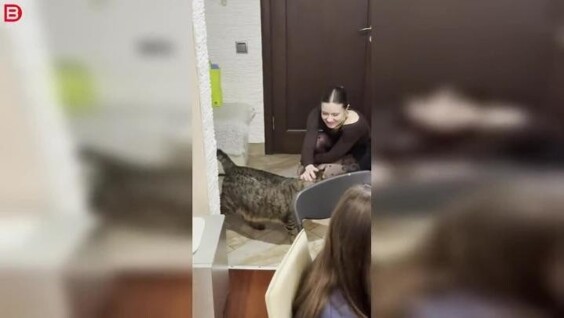 Огромный кот, которого хочется обнимать
Огромный кот, которого хочется обнимать