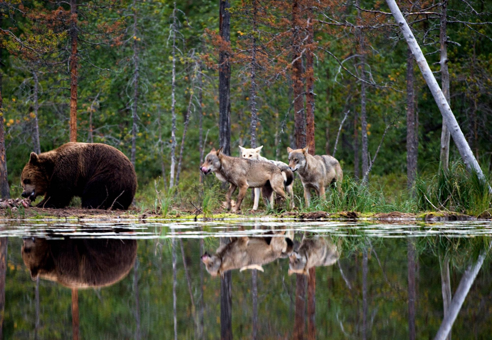 
        Чем&nbsp;заканчиваются встречи медведей и&nbsp;волков?    