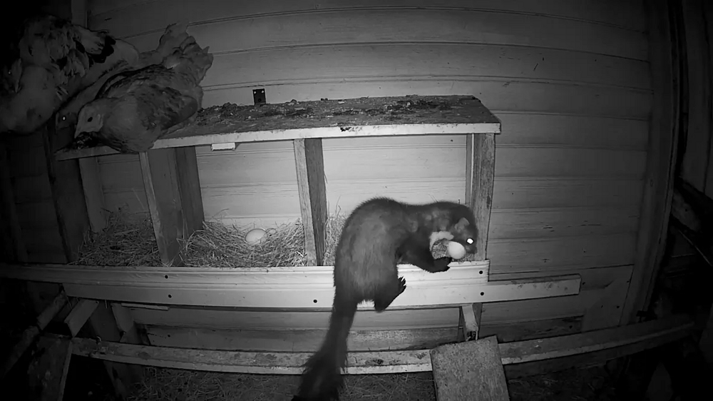 
        Каменная куница: почему обычные куры в&nbsp;сарае вызывают у&nbsp;них&nbsp;психоз?    