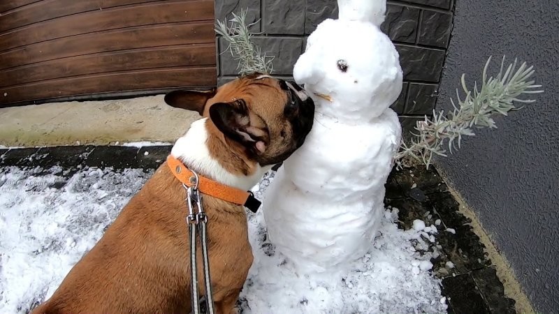 
        25&nbsp;примеров трогательного знакомства домашних питомцев с&nbsp;милыми снеговиками и&nbsp;собственными снежными копиями    