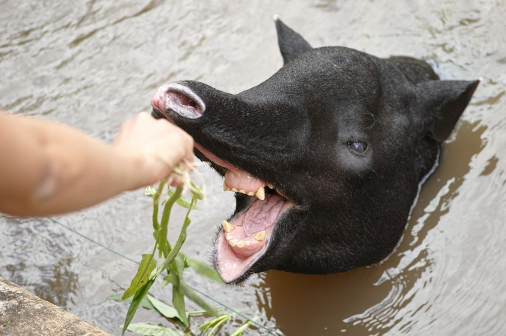 
        Тапир: остановился в&nbsp;развитии и&nbsp;ему&nbsp;хорошо    