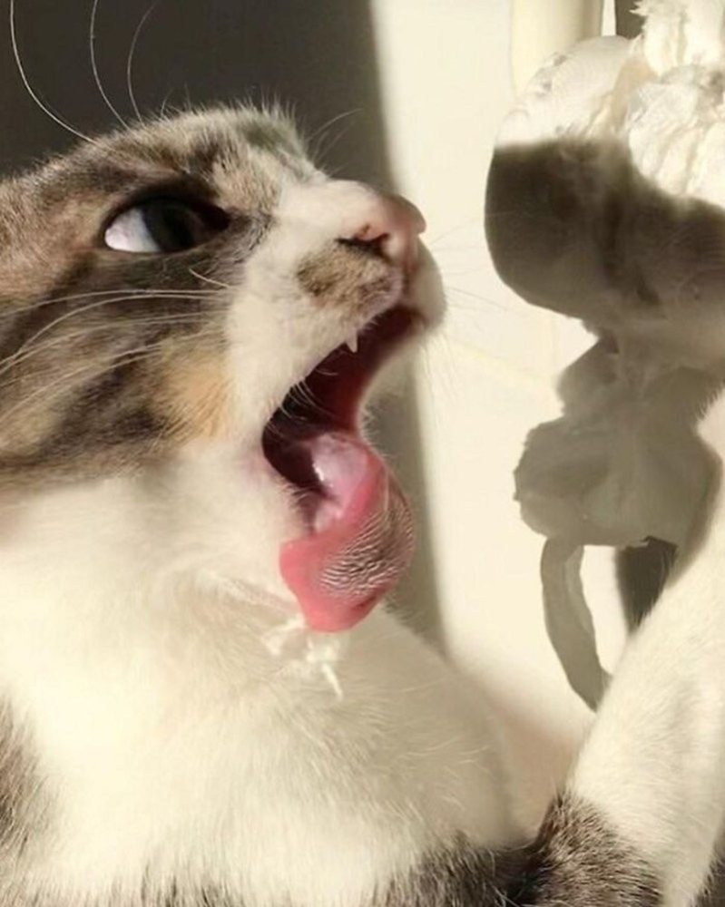 
        27&nbsp;меховых диверсантов, организовавших дома рулонный апокалипсис    