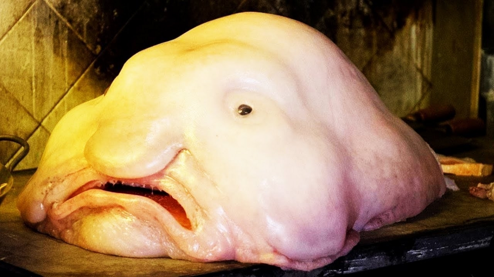 
        Рыба-капля: почти все&nbsp;фото с&nbsp;ней&nbsp;&mdash; фейк    