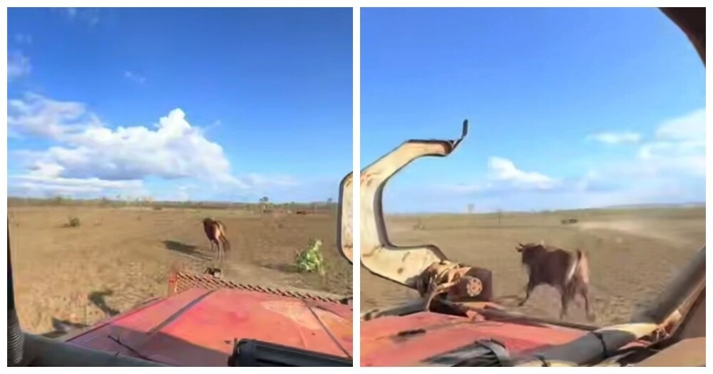 
        Ковбои XXI&nbsp;века: в&nbsp;Австралии быков ловят на&nbsp;пикапах    