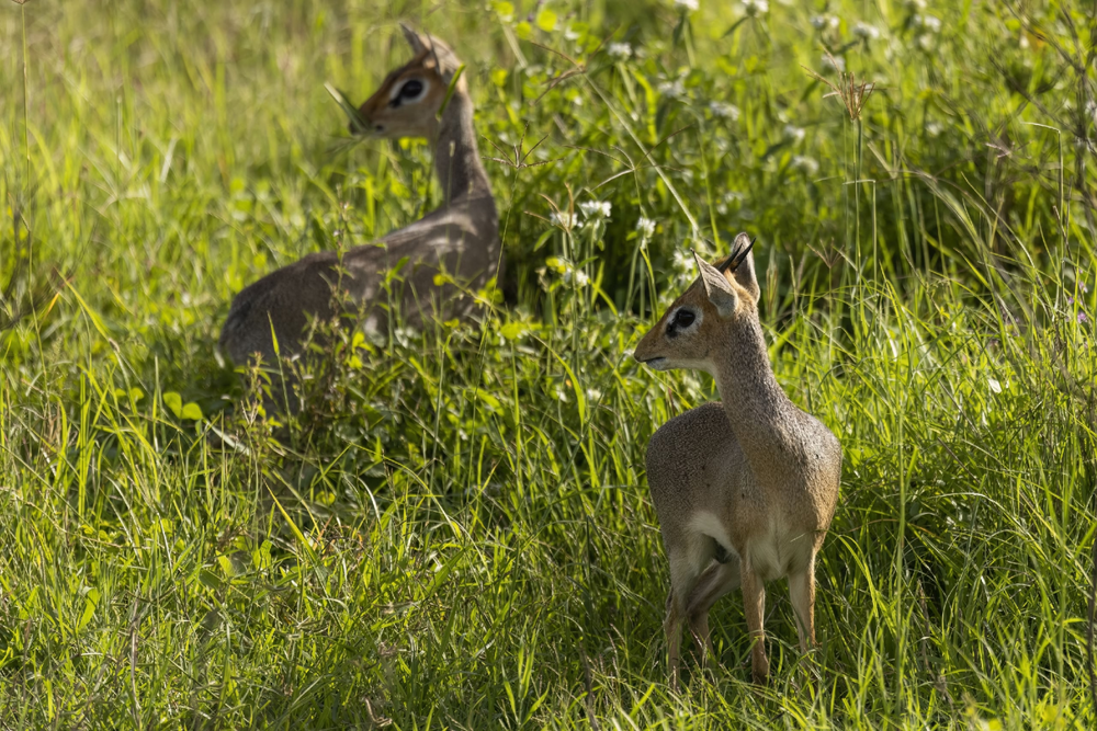 Дикдик: реальный зверь из Африки
Дикдик: реальный зверь из Африки