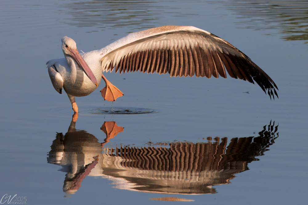 Американский белый пеликан: клюв этой птицы — бездонная пропасть!
Американский белый пеликан: клюв этой птицы — бездонная пропасть!