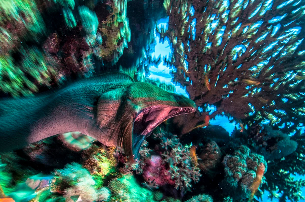 
        Гигантская мурена    