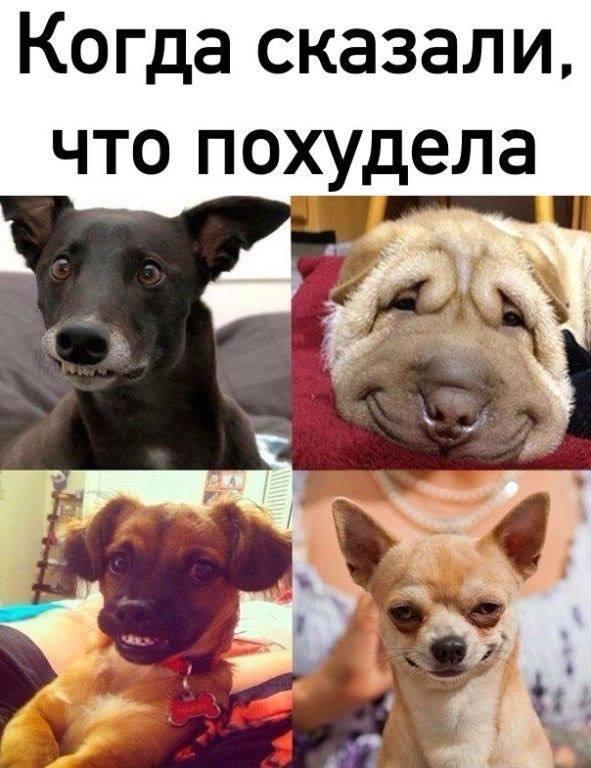 Хорошие мемы с хорошими хвостатыми мальчиками