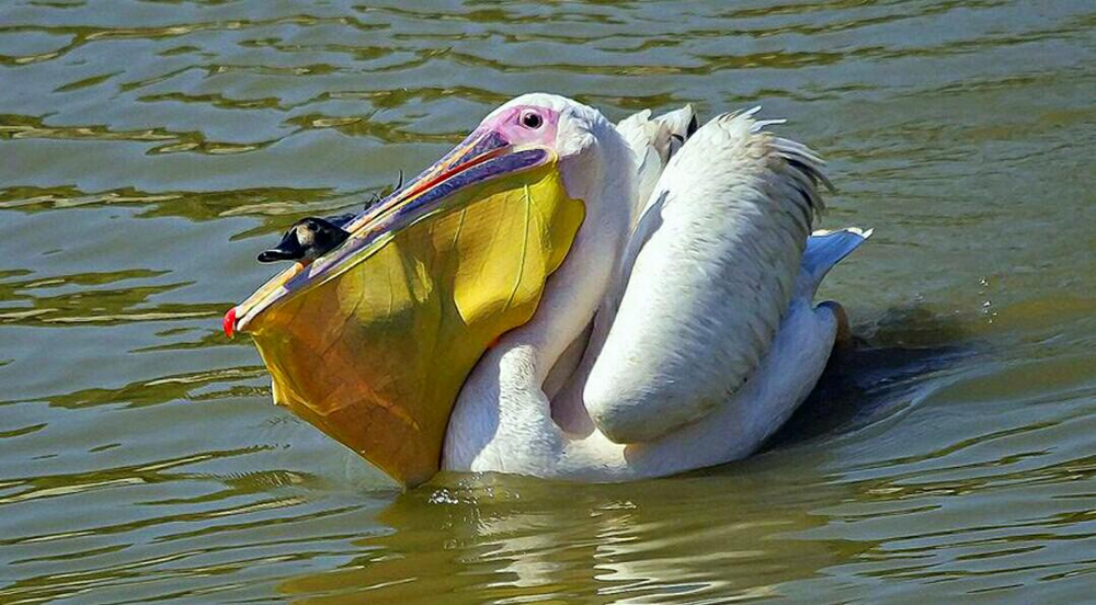 Американский белый пеликан: клюв этой птицы — бездонная пропасть!
Американский белый пеликан: клюв этой птицы — бездонная пропасть!