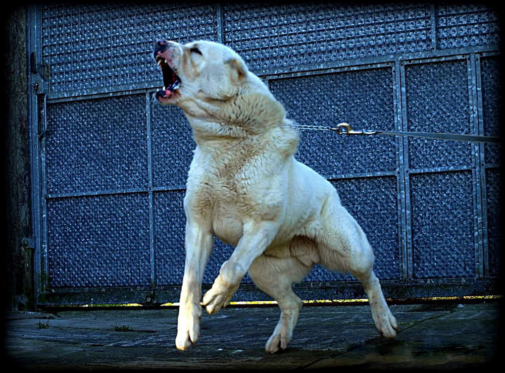 Топ психически нездоровых пород
Топ психически нездоровых пород