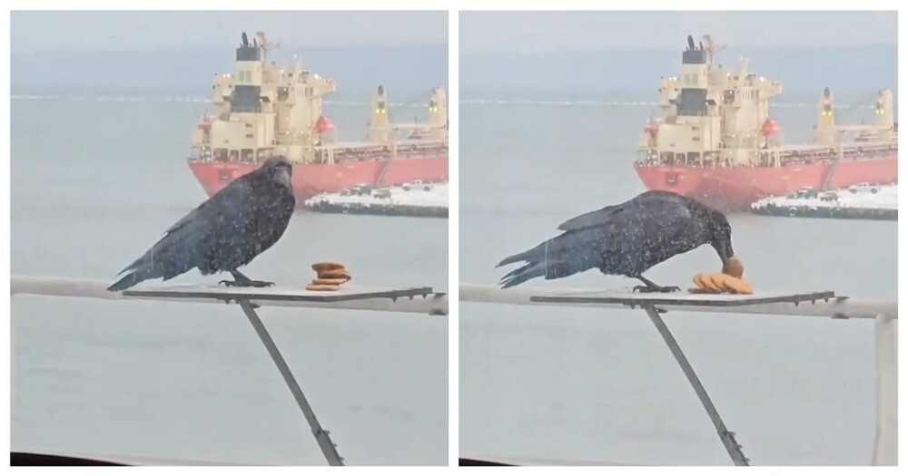 Жадная ворона и печенье
Жадная ворона и печенье