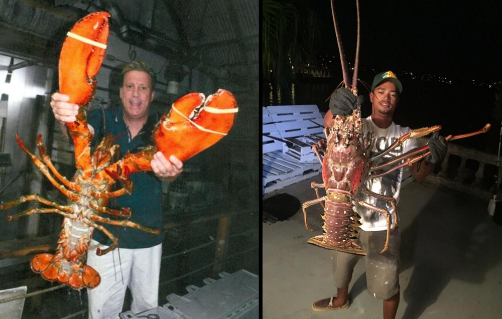 Лангуст: почему огромные раки отказались от клешней?
Лангуст: почему огромные раки отказались от клешней?