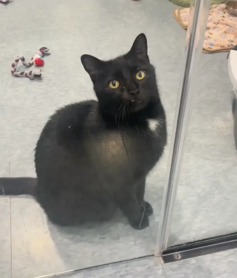 
        Кот&nbsp;каждый день садился у&nbsp;двери, ожидая своих будущих хозяев    