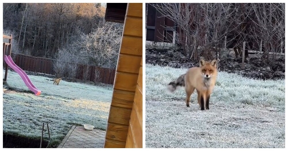 
        Лиса в&nbsp;Татарстане зашла во&nbsp;двор частного дома    
