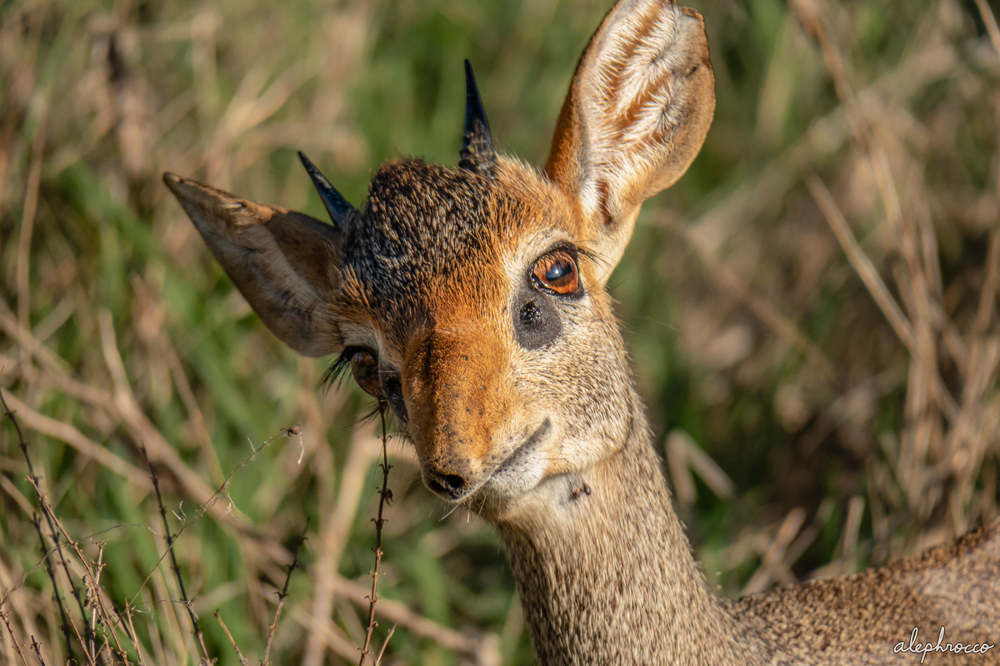 Дикдик: реальный зверь из Африки
Дикдик: реальный зверь из Африки