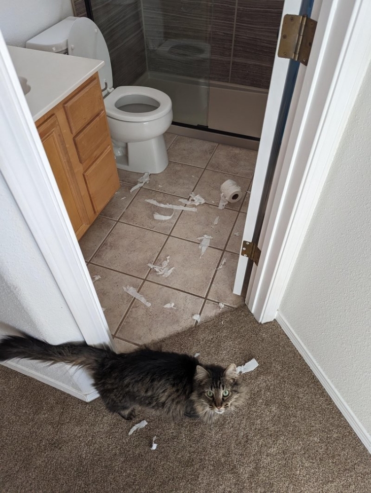 
        27&nbsp;меховых диверсантов, организовавших дома рулонный апокалипсис    