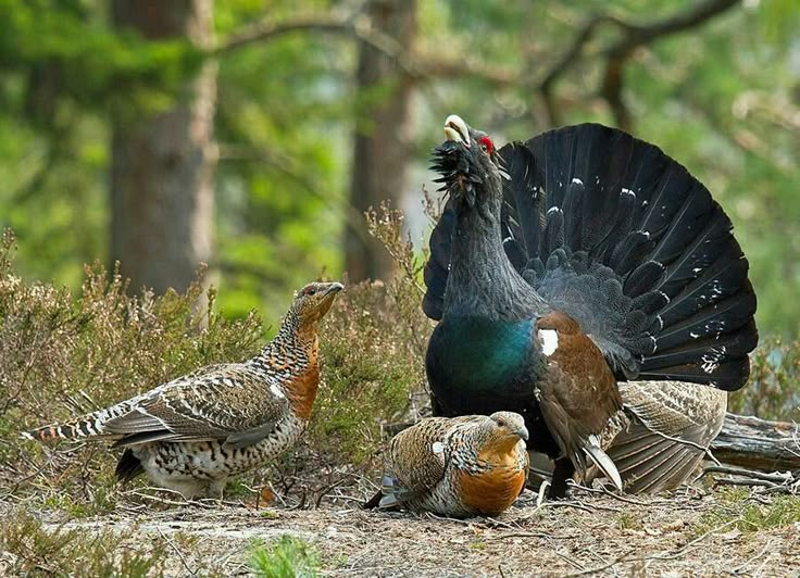 
        В&nbsp;лесной местности, без&nbsp;видимых причин, глухарь напал на&nbsp;семью    