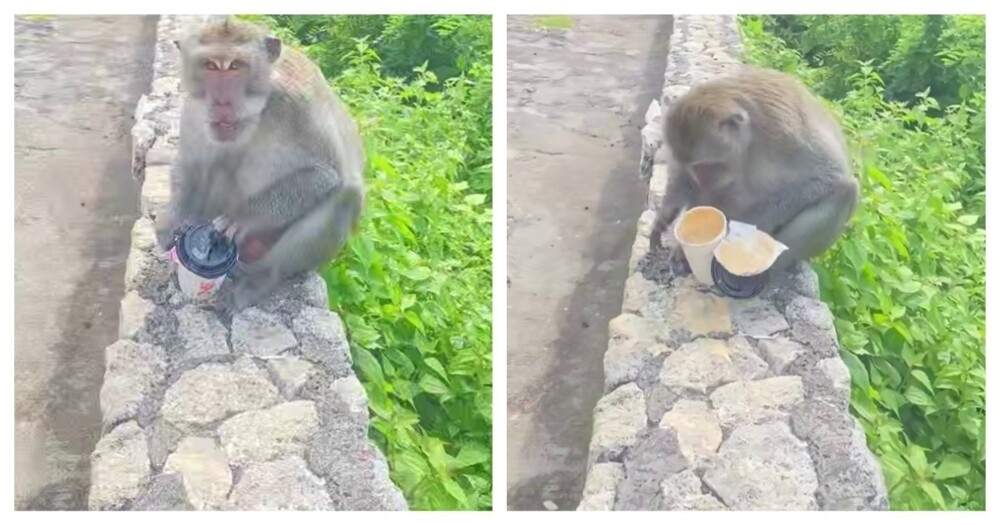 
        Обезьяна украла стакан с&nbsp;кофе и&nbsp;поплатилась за&nbsp;это    