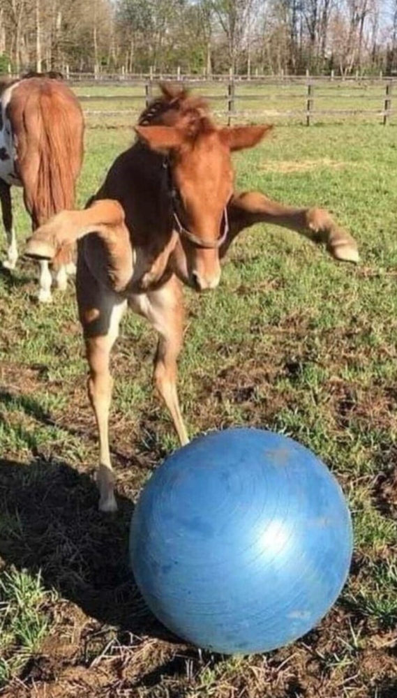 
        20+ скакунов, способных моментально преобразиться в&nbsp;забавных клоунов    