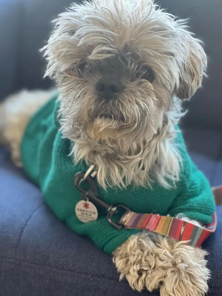 
        Женщина клонировала покойную собаку за&nbsp;50&nbsp;тысяч долларов и&nbsp;теперь жалеет о&nbsp;своём решении    