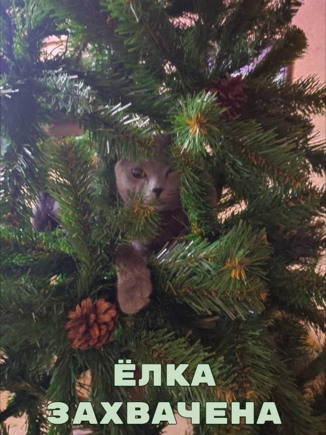 О крепких отношениях котов и новогодних елок в фотографиях